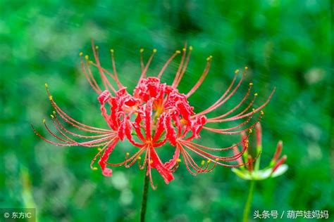 彼岸花傳說 左拐師